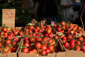 Fresh Red Tomatoes Freshly Harvested for Sale in Melbourne Australia