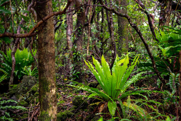 八丈島のジャングルC