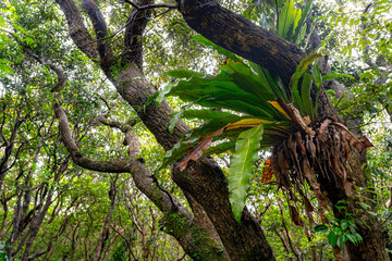 八丈島のジャングルB