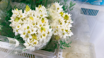 Bouquet of white Ornithogalum flowers wrapped in plastic, ideal for weddings, elegant floristry, and event decoration.
