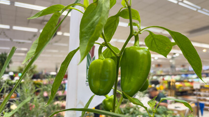 Green bell pepper growing on plant inside greenhouse or nursery, ideal for sustainable agriculture, horticulture, and organic food.