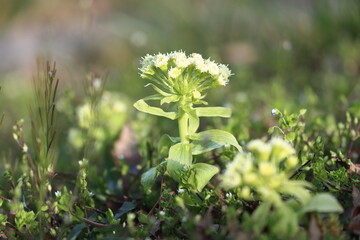 伸びたフキノトウ　春　野草　