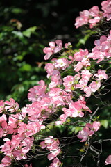 ハナミズキ　ピンク　花　満開