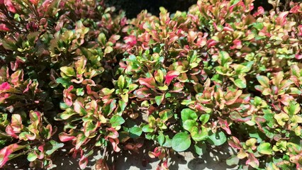 Colorful Alternanthera Plant Texture from Above with Lush Botanical Pattern, Decorative Garden Foliage for Eco-Themed Backgrounds and Nature-Inspired Design	
