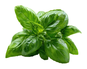 Fresh basil plant home garden botanical natural light greenery concept isolated on transparent background