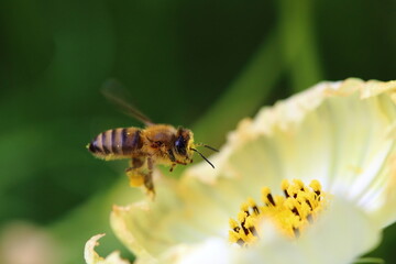 花の蜜を吸おうとするミツバチ