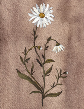 Wild Daisy Illustration