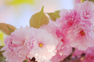 満開の美しい八重桜