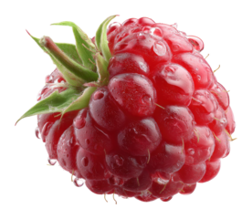 Fresh raspberries farm location food bright environment view healthy concept isolated on transparent background