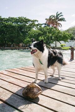 border collie on a dock during a vacation in Mexico.