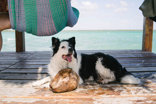Portrait of a Border Collie resting in the Bacalar lagoon.