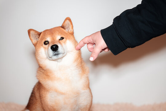 Dog avoiding contact