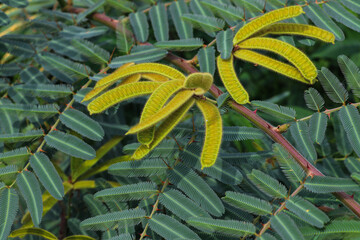 Bright Young Fuzzy Leaves Emerging on Sensitive Plant Among Mature Leaf Clusters Below