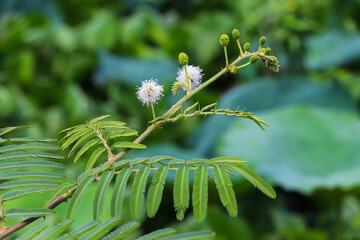 Delicate White Mimosa Flowers Blooming Gracefully Among Lush Green Compound Leaves Background