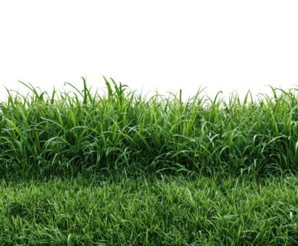 Lush green grass growing vibrantly in nature field perspective fresh environment isolated on transparent background