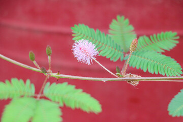 Mimosa Pudica Flower Blooming Gracefully with Sensitive Leaves Against Red Pot Background