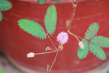 Mimosa Pudica Plant with Pink Flower and Sensitive Green Leaves in Bloom