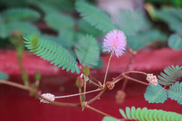 Mimosa Pudica Plant with Pink Puffball Flower and Sensitive Leaves in Garden Pot