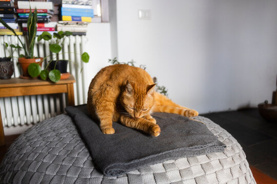  Orange cat grooming on gray blanket indoors