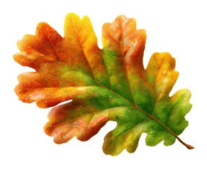 Captivating autumn leaf color change nature digital vibrant environmental concept isolated on transparent background