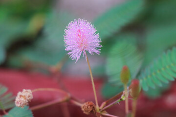  Touch-Me-Not Plant's Delicate Pink Flower Blooming Brightly Amidst Green Fern Leaves