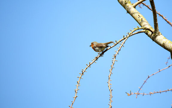 European robin bird in a tree