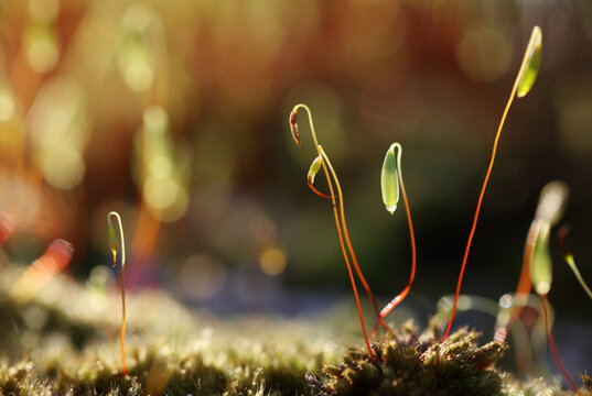 Moss macro