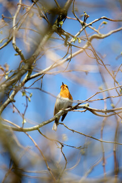 Red robin bird singing in a tree