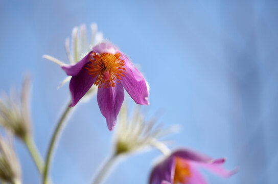 Pasqueflower in bloom against blue sky