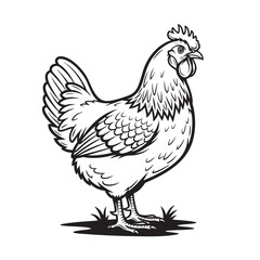 Fototapeta premium Detailed black and white vector of an Ameraucana chicken standing on grass, showcasing feathers, comb, and tail. Perfect for farm designs and rustic prints.