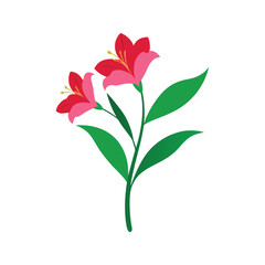 red flower isolated on white background