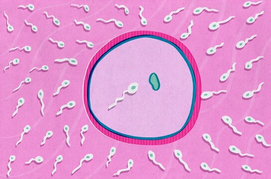 Sperm Surrounding Egg. Fecundation illustration