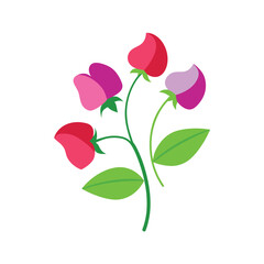 pink rose isolated on white background
