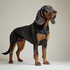 Elegant and alert black and tan coonhound dog standing posed against a neutral background, showcasing its alert expression, long ears, and muscular build