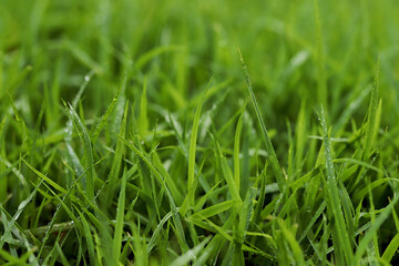 Green Grass background at football field