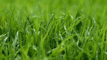 Green Grass background at football field