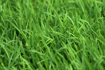 Green Grass background at football field