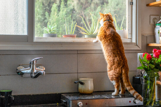 Curious Cat Looking out the Window at Plants in a Cozy Kitchen
