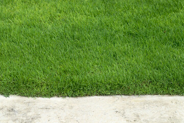 Green Grass background at football field