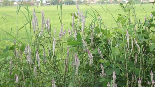 Bistort, a wild plant that is usually found in bushes and rice fields, this plant produces beautiful flowers that stretch out in the wind.