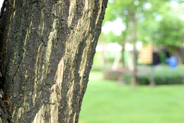 Black tree bark natural texture background