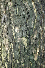 Black tree bark natural texture background