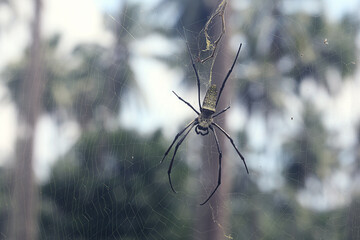 a large tropical spider on a spider's web