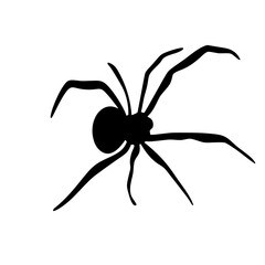 Cute Spider Halloween