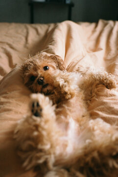 Playful Dog Lying on Bed Belly Up
