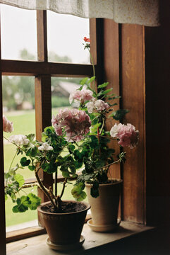 Flowering Geraniums in Window Sill with Soft Light
