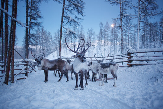 A herd of reindeer in a pen on a winter evening. 