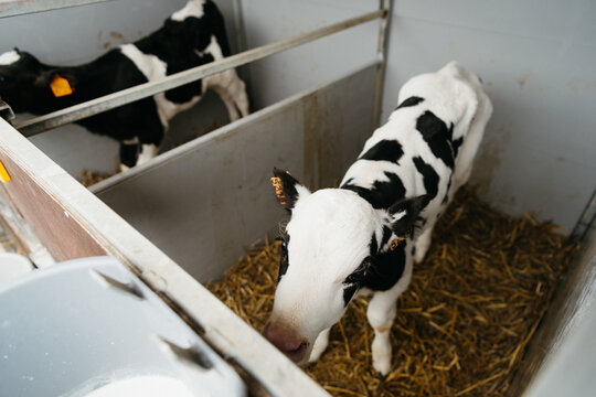 two calves in pen exploring farm environment with hay