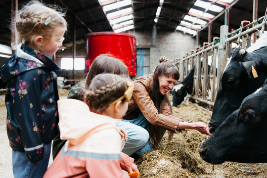 kids laughing while feeding cows in barn environment