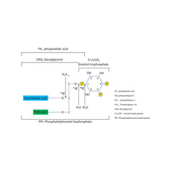 Structure of Phosphatidylinositol Bisphosphate (PIP₂) and Cleavage by Phospholipases PLA₂, PLC, and PLD Producing DAG, IP₃, PA, and Arachidonic Acid 